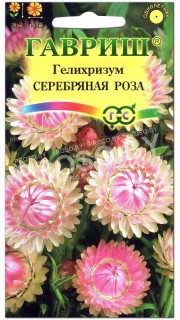 Гелихризум Серебряная роза