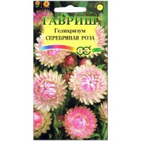 Гелихризум Серебряная роза