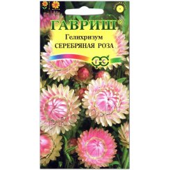 Гелихризум Серебряная роза
