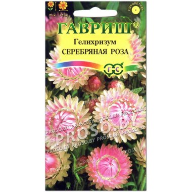 Гелихризум Серебряная роза