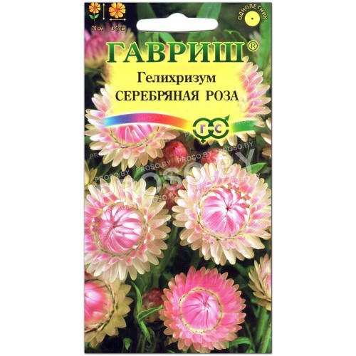 Гелихризум Серебряная роза