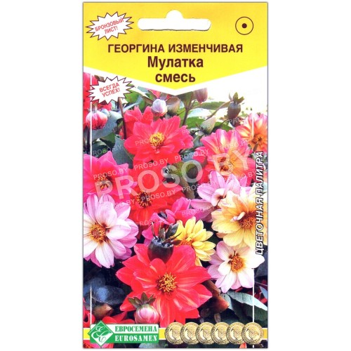 Георгина изменчивая Мулатка, смесь