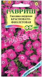 Гвоздика амурская Красновато-фиолетовая