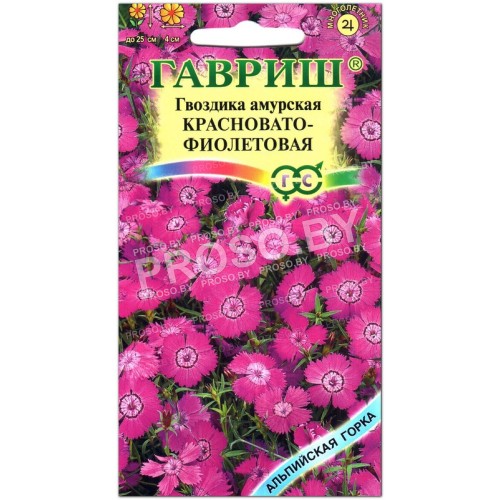 Гвоздика амурская Красновато-фиолетовая