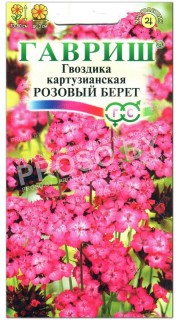 Гвоздика картузианская Розовый берет