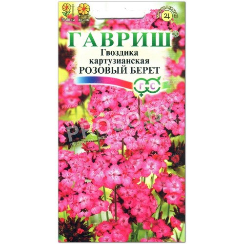 Гвоздика картузианская Розовый берет