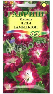 Ипомея Леди Гамильтон