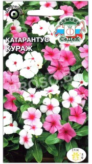 Катарантус Кураж