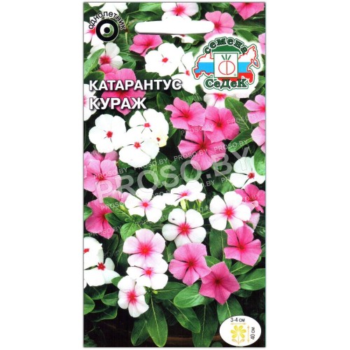 Катарантус Кураж