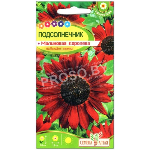 Подсолнечник Малиновая королева