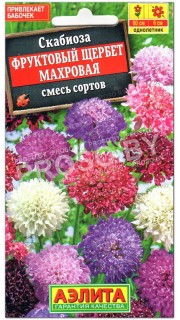 Скабиоза махровая Фруктовый щербет, смесь