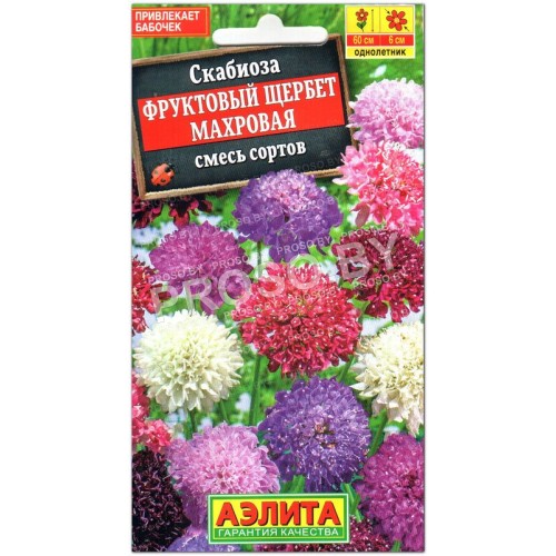 Скабиоза махровая Фруктовый щербет, смесь