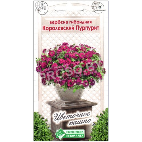 Вербена гибридная Королевский пурпурит