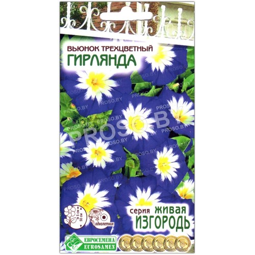 Вьюнок трехцветный Гирлянда