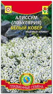 Алиссум Белый ковер
