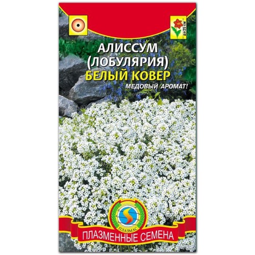 Алиссум Белый ковер