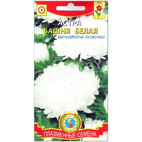 Астра Башня белая