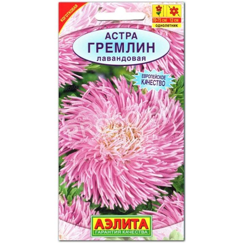 Астра Гремлин лавандовая