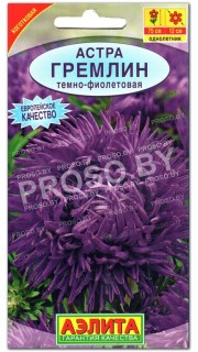 Астра Гремлин темно-фиолетовая