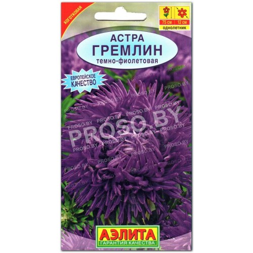 Астра Гремлин темно-фиолетовая