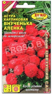 Астра карликовая Внученька Аленка