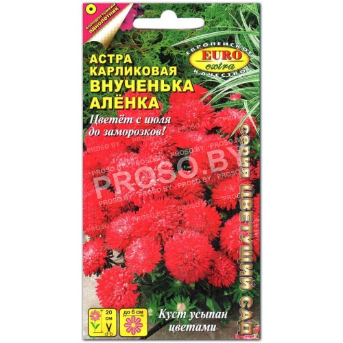 Астра карликовая Внученька Аленка