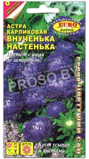 Астра карликовая Внученька Настенька
