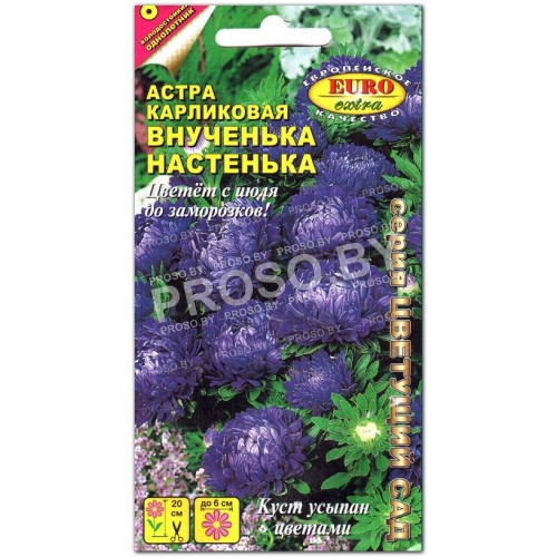 Астра карликовая Внученька Настенька
