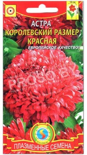 Астра Королевский размер Красная