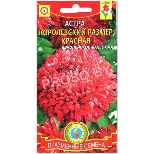 Астра Королевский размер Красная