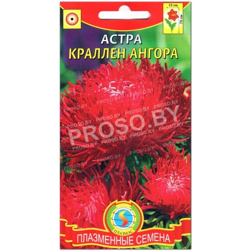 Астра Краллен ангора