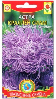 Астра Краллен сиам