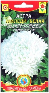 Астра Миледи белая