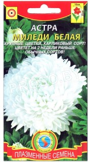 Астра Миледи белая