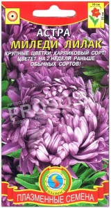 Астра Миледи лилак (лиловая)
