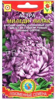 Астра Миледи лилак (лиловая)
