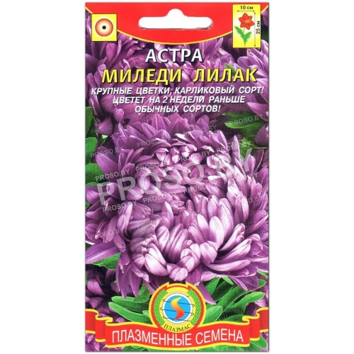 Астра Миледи лилак (лиловая)