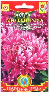 Астра Миледи роуз (розовая)
