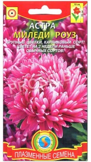 Астра Миледи роуз (розовая)