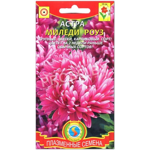 Астра Миледи роуз (розовая)