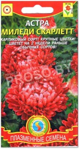 Астра Миледи скарлетт