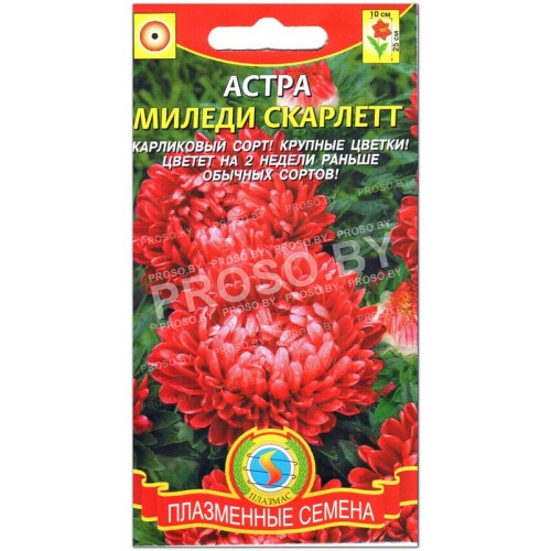Астра Миледи скарлетт