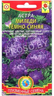 Астра Миледи темно-синяя
