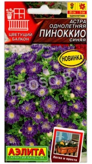 Астра Пиноккио синяя