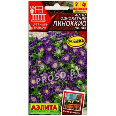 Астра Пиноккио синяя