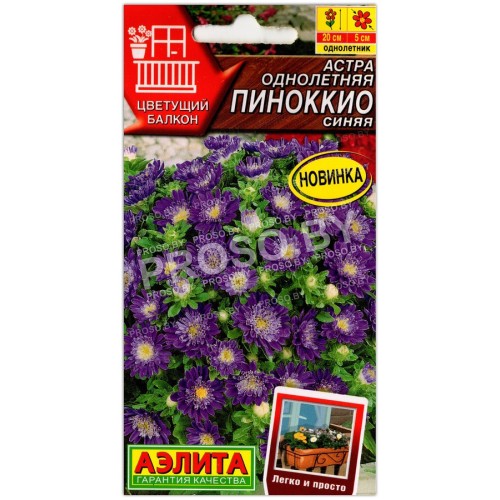 Астра Пиноккио синяя
