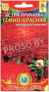 Астра принова Темно-красная