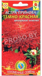 Астра принова Темно-красная