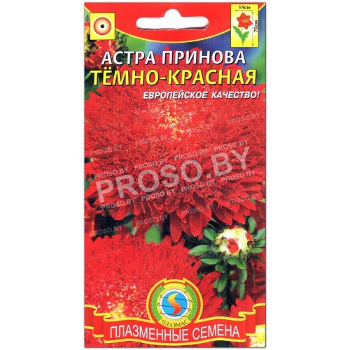 Астра принова Темно-красная