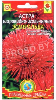 Астра шаровидно-игольчатая Эсмеральда
